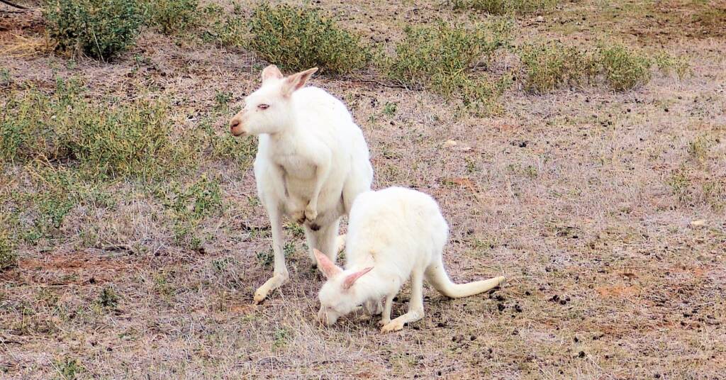 White Western Grey Kangaroo (Macropus fuliginosus)