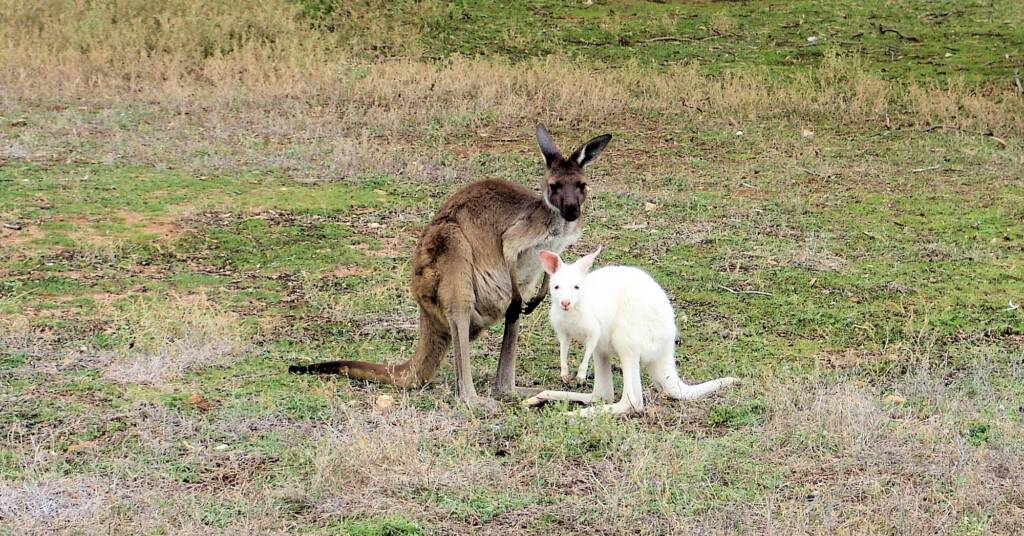 Western Grey Kangaroo (Macropus fuliginosus), Bordertown SA