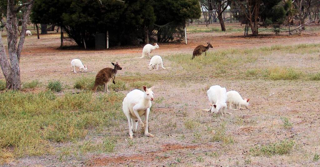 Western Grey Kangaroo (Macropus fuliginosus)