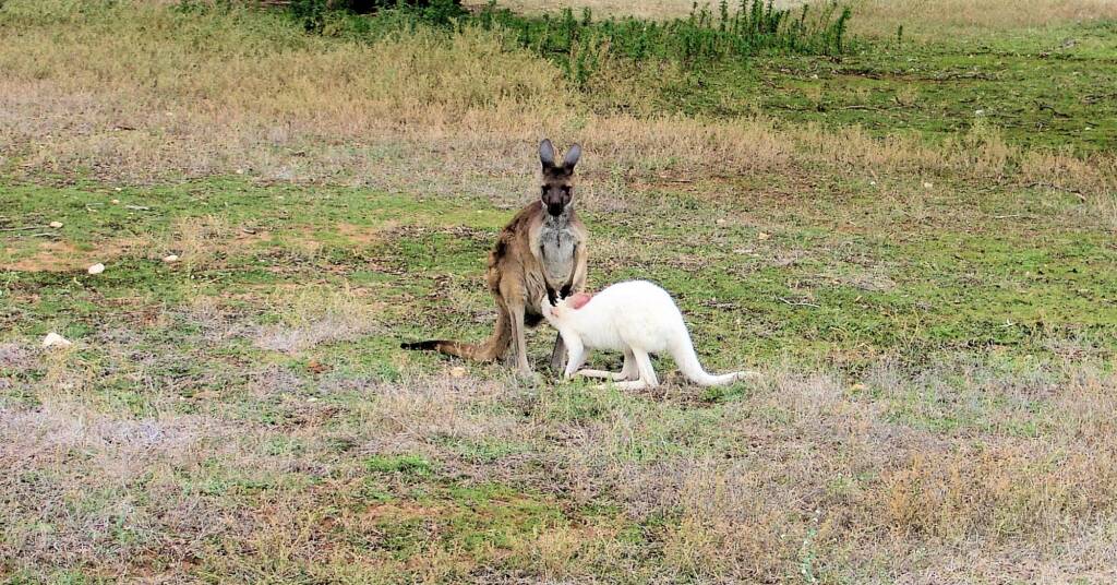 Western Grey Kangaroo (Macropus fuliginosus)