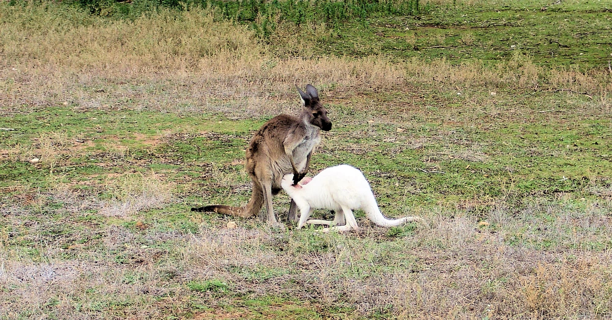 Shades of a roo…