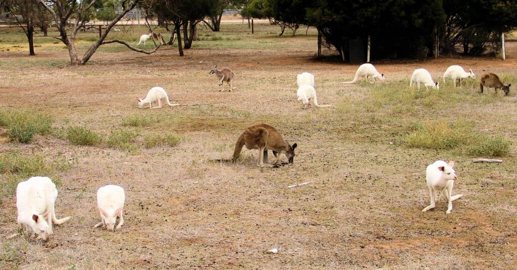 Western Grey Kangaroo (Macropus fuliginosus)