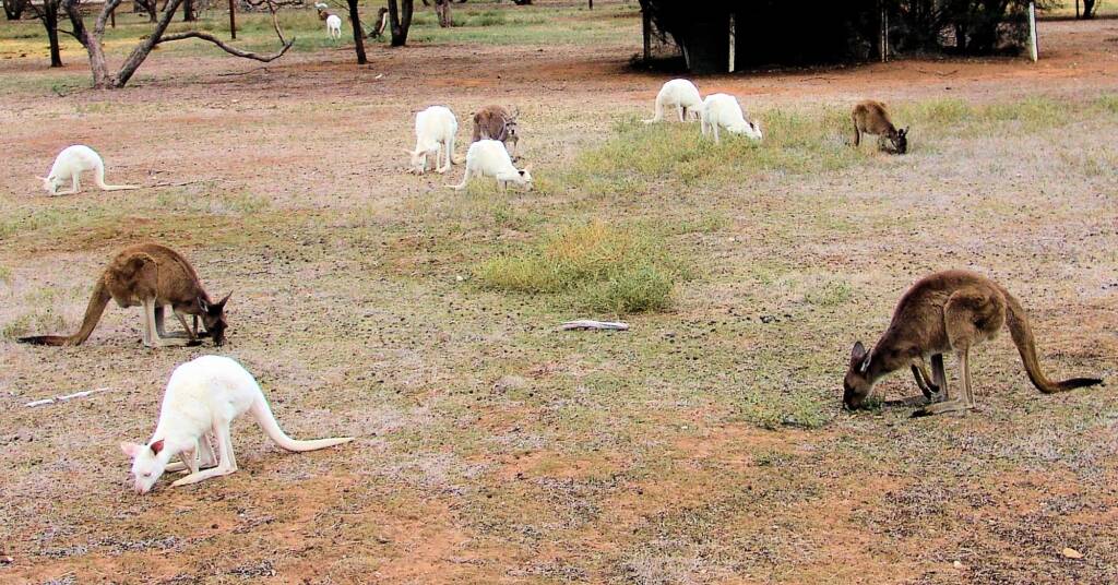 Western Grey Kangaroo (Macropus fuliginosus)
