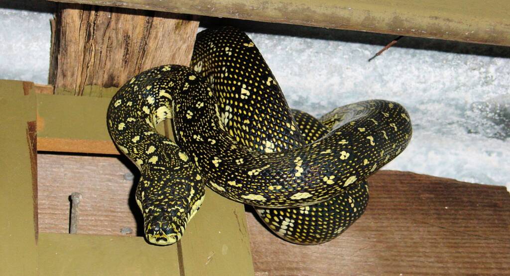 Young Diamond Python, Blue Mountains © Katrina Leel