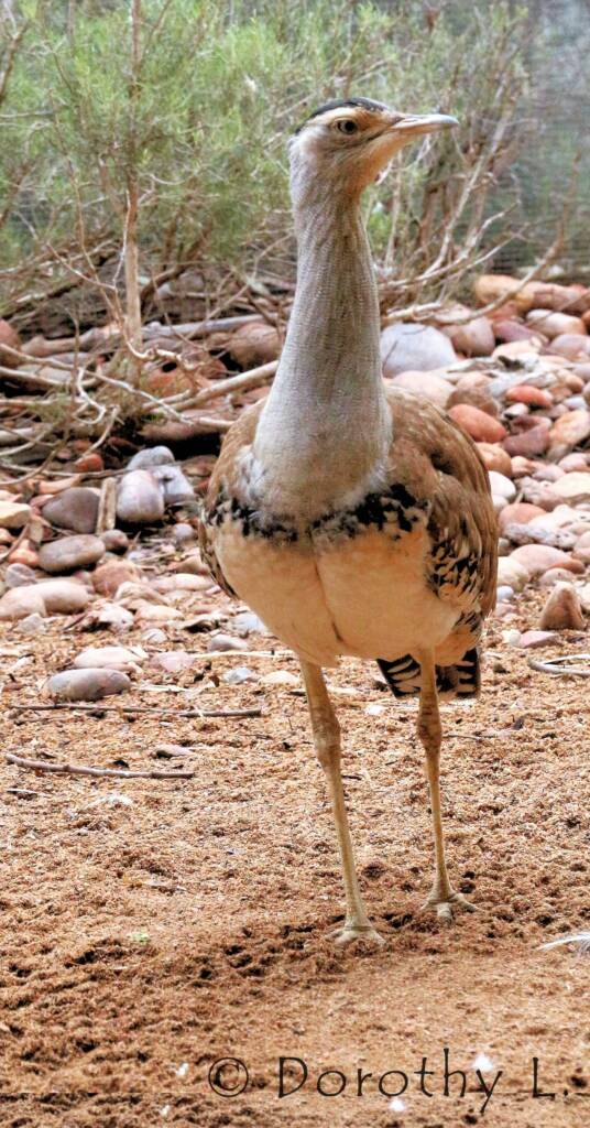 Australian Bustard (Ardeotis australis)