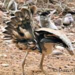 Australian Bustard (Ardeotis australis)