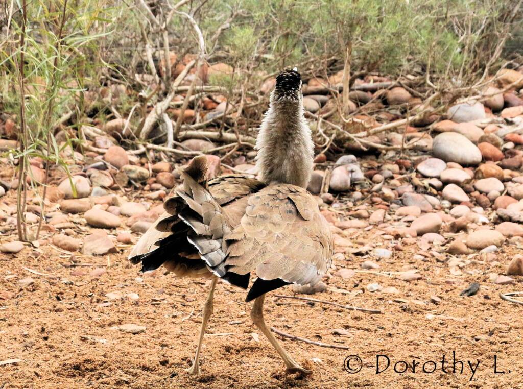 Australian Bustard (Ardeotis australis)