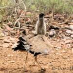 Australian Bustard (Ardeotis australis)