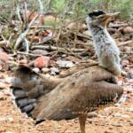 Australian Bustard (Ardeotis australis)