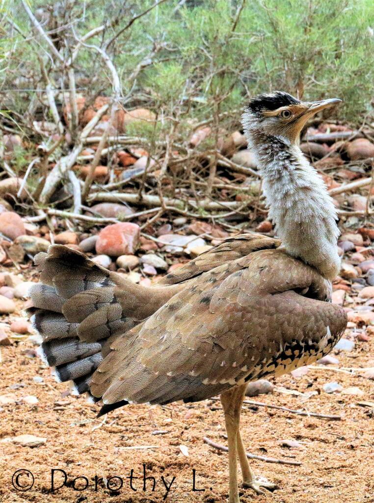 Australian Bustard (Ardeotis australis)
