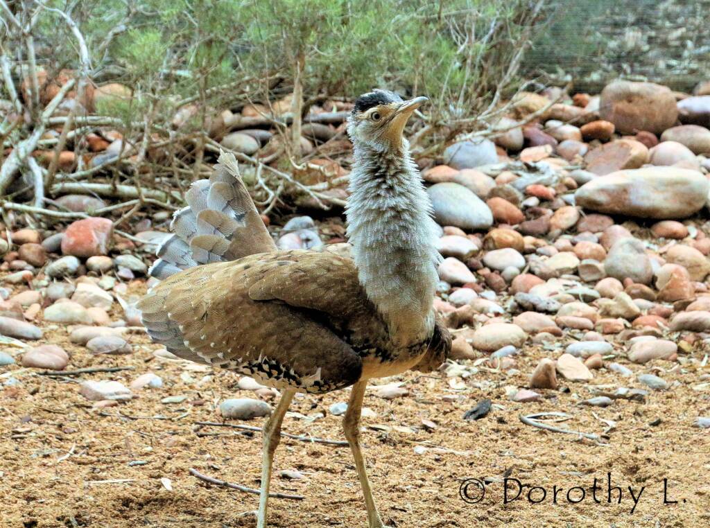 Australian Bustard (Ardeotis australis)
