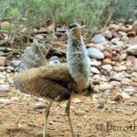 Australian Bustard (Ardeotis australis)