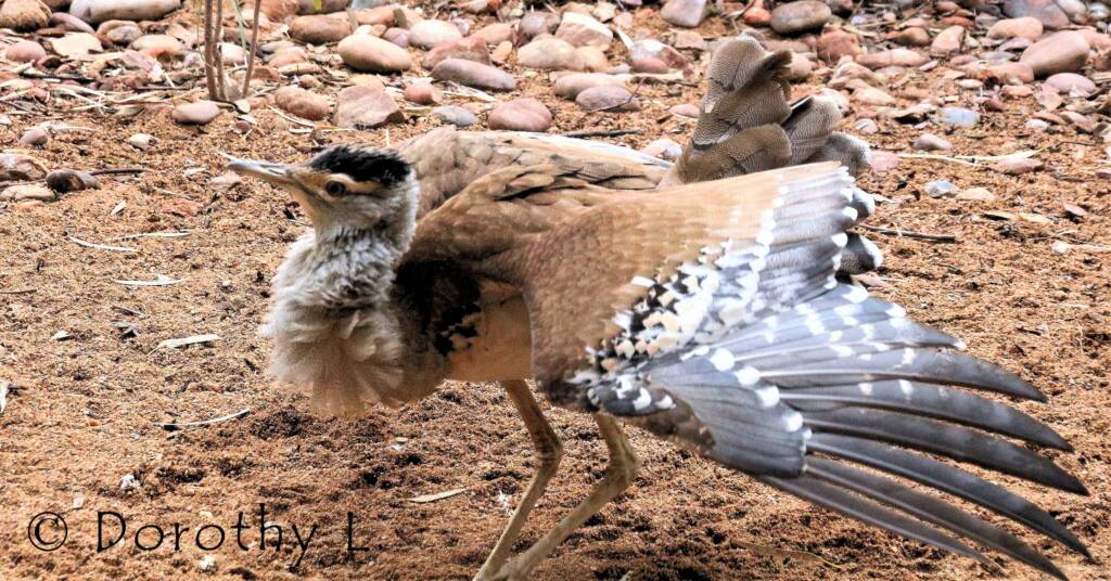 Australian Bustard (Ardeotis australis)