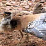 Australian Bustard (Ardeotis australis)