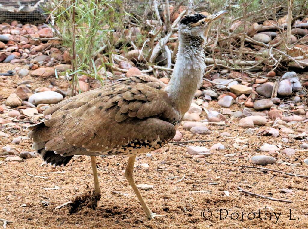 Australian Bustard (Ardeotis australis)