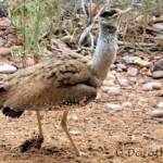 Australian Bustard (Ardeotis australis)