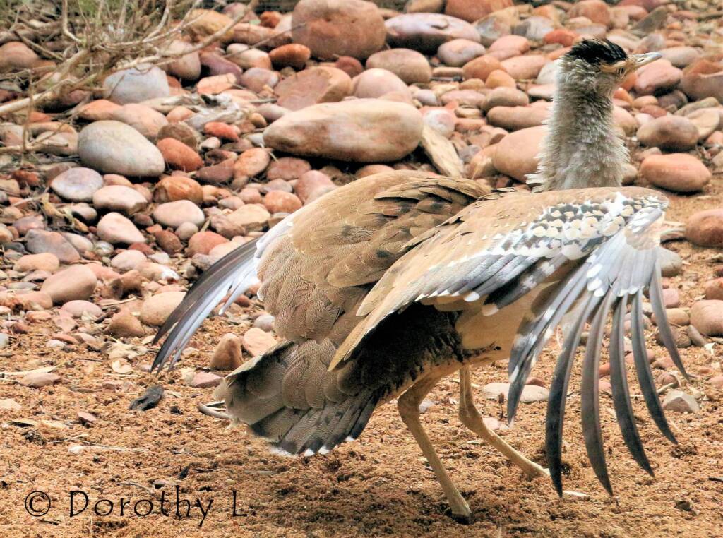 Australian Bustard (Ardeotis australis)