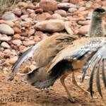 Australian Bustard (Ardeotis australis)