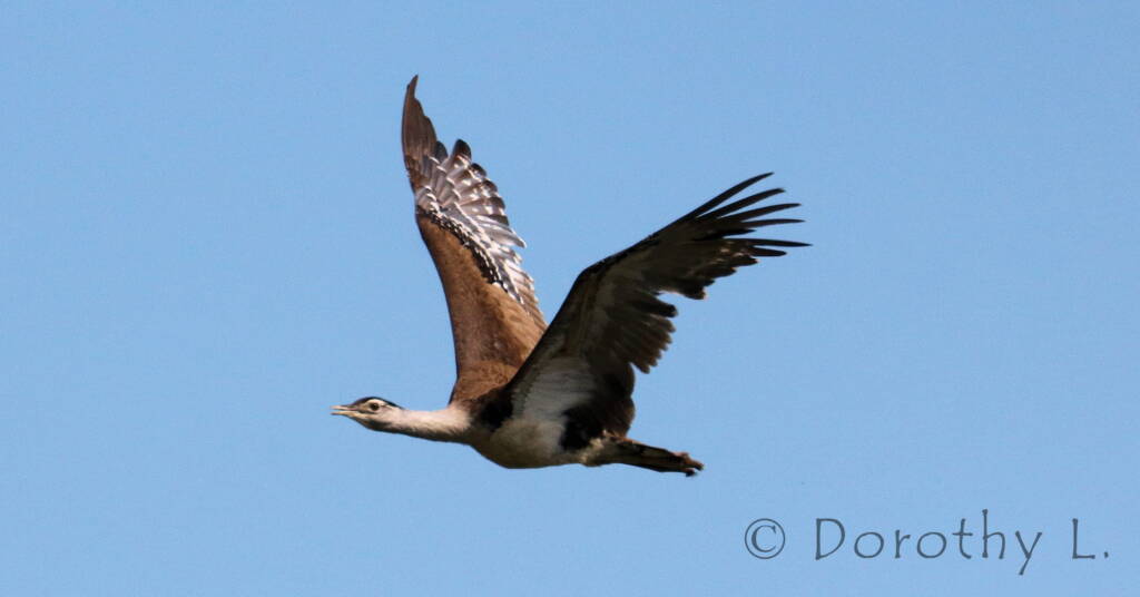 Australian Bustard (Ardeotis australis)