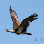 Australian Bustard (Ardeotis australis)
