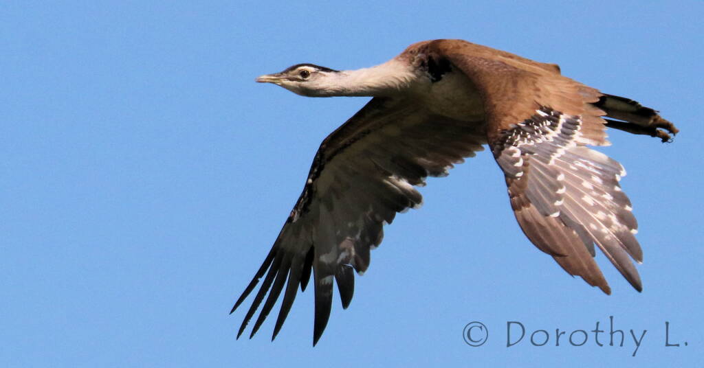 Australian Bustard (Ardeotis australis)