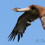 Australian Bustard (Ardeotis australis)
