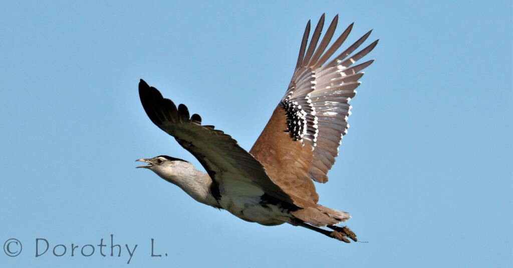 Australian Bustard (Ardeotis australis)
