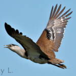 Australian Bustard (Ardeotis australis)