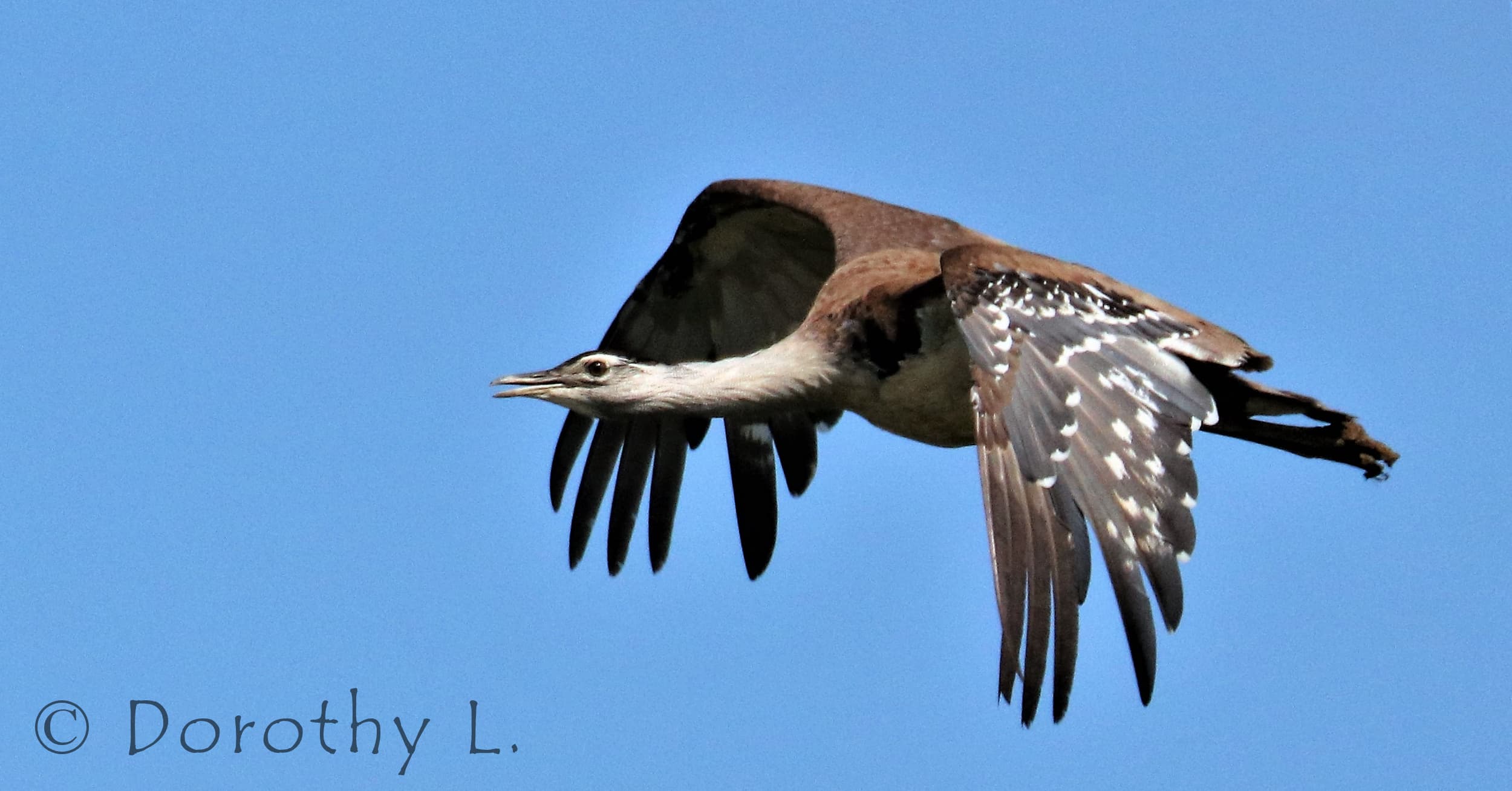 Australian Bustard (Ardeotis australis)