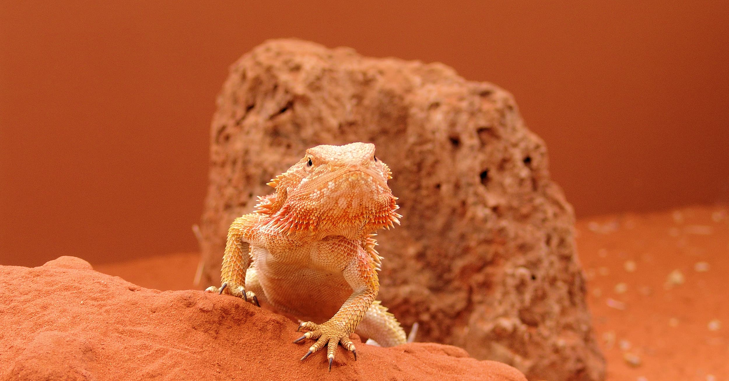 Central Bearded Dragon (Pogona vitticeps)
