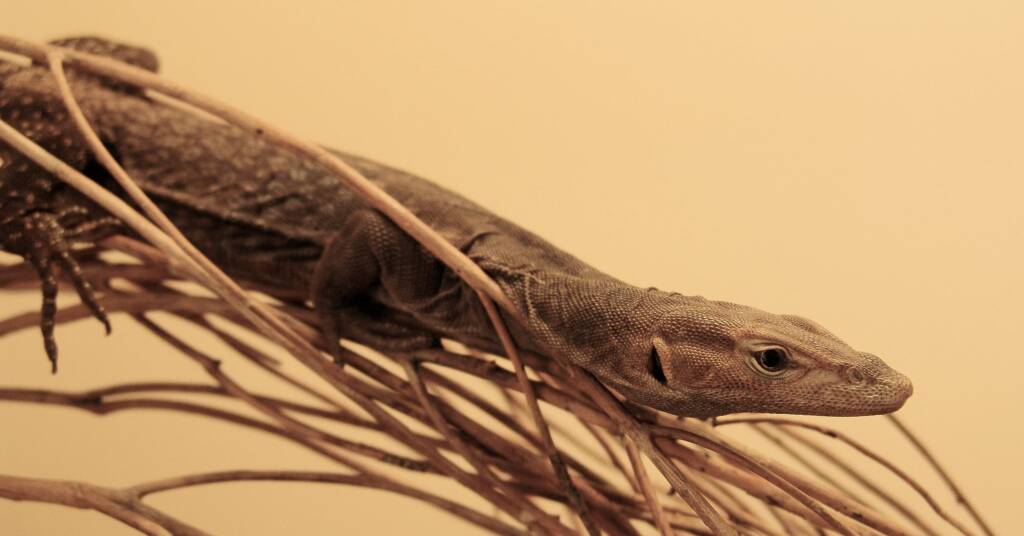 Black Headed Goanna (Varanus tristis)