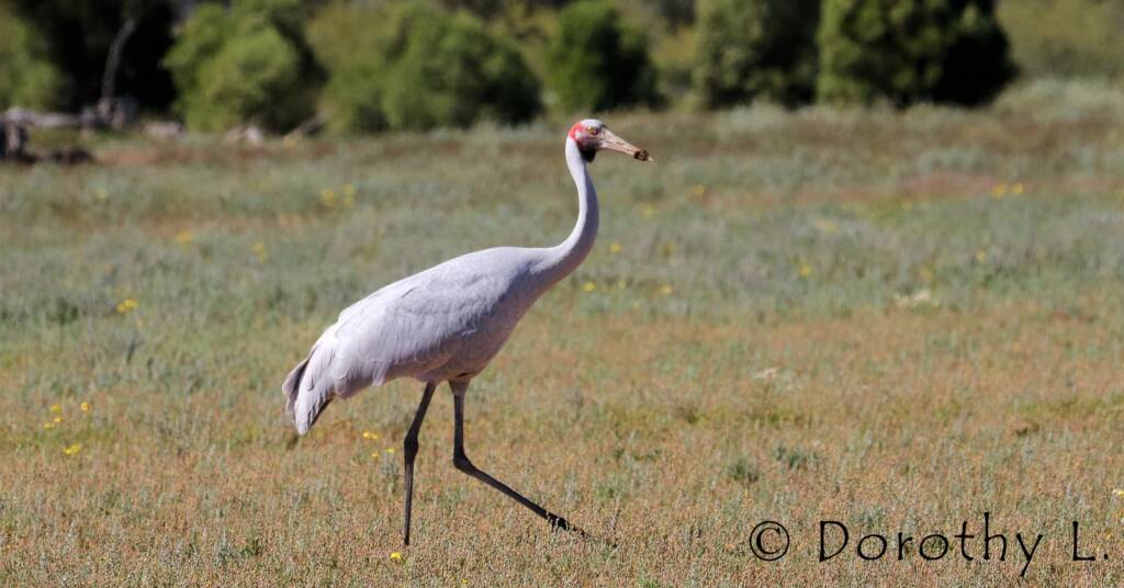 Brolga (Antigone rubicunda)