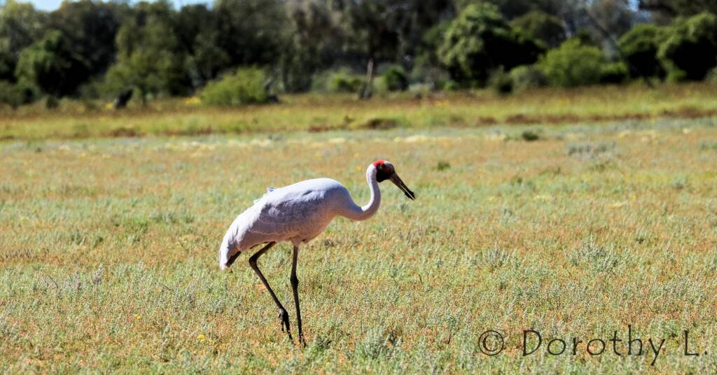 Brolga (Antigone rubicunda)