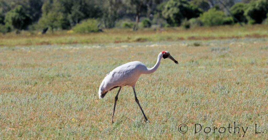 Brolga (Antigone rubicunda)