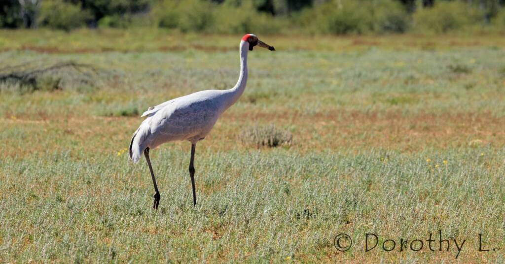 Brolga (Antigone rubicunda)