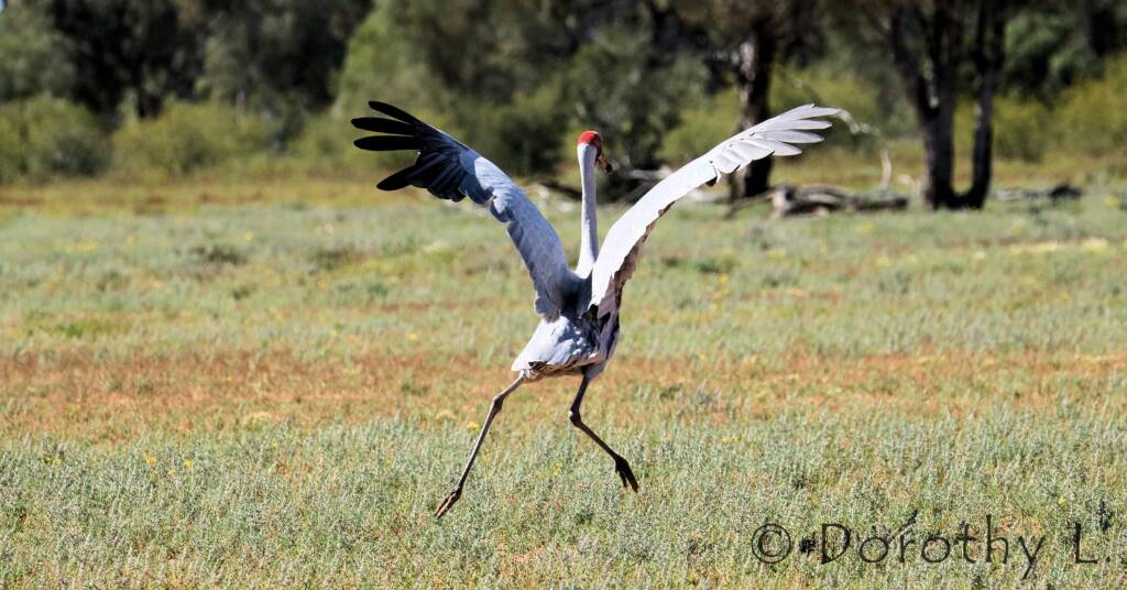 Brolga (Antigone rubicunda)
