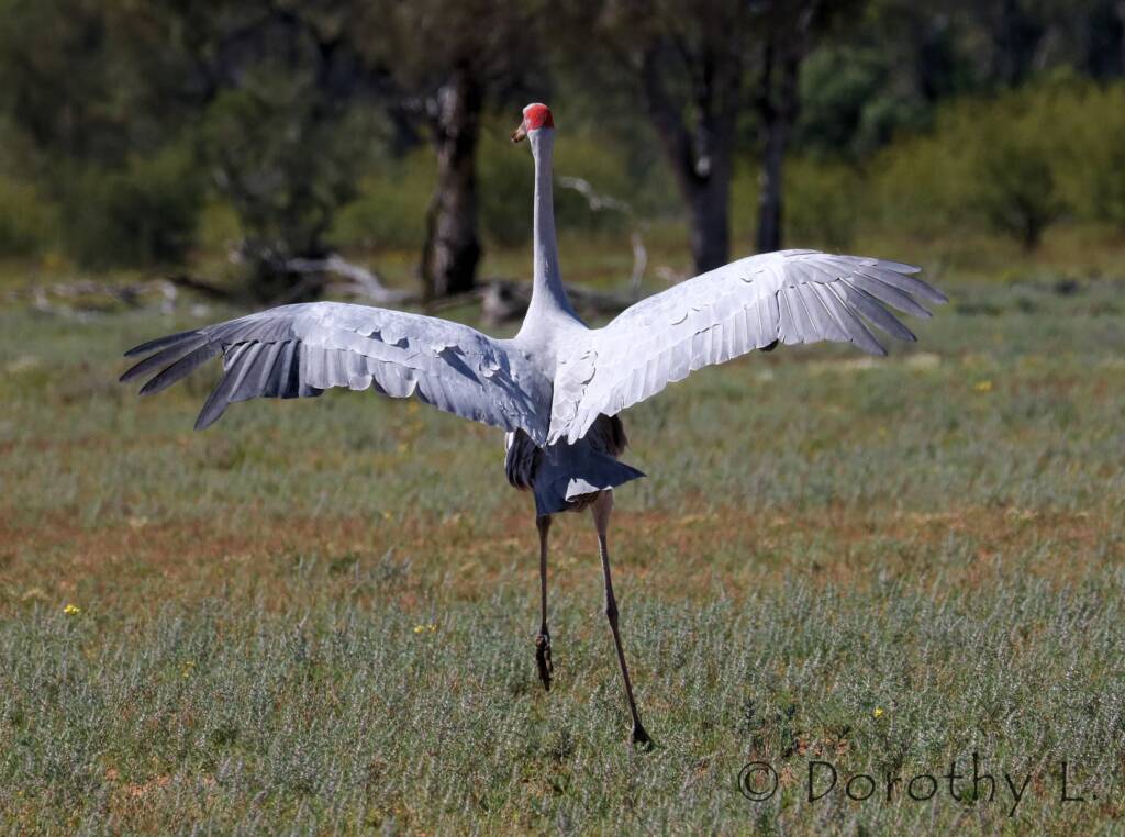 Brolga (Antigone rubicunda)