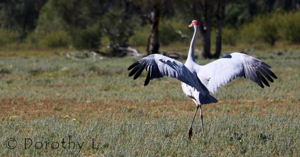 Brolga (Antigone rubicunda)