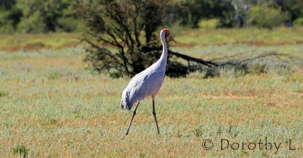 Brolga (Antigone rubicunda)