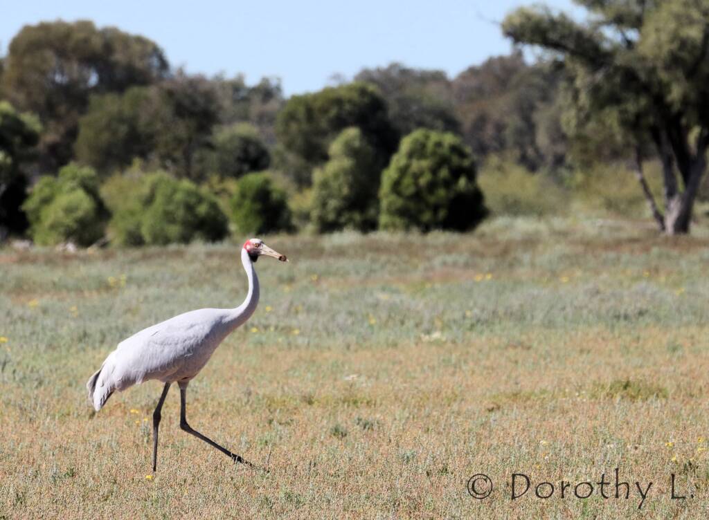 Brolga (Antigone rubicunda)