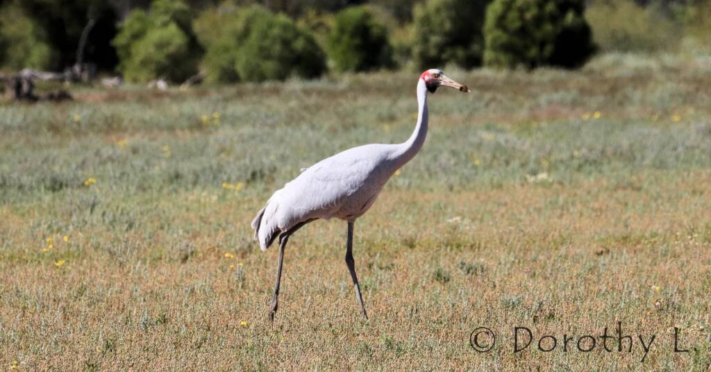 Brolga (Antigone rubicunda)