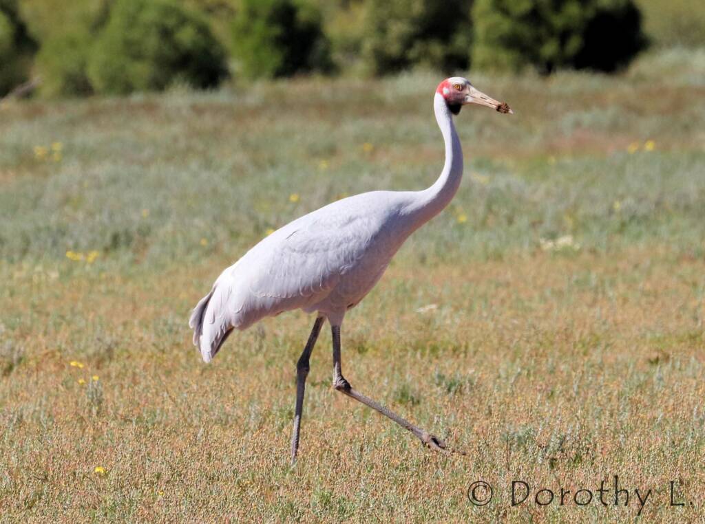 Brolga (Antigone rubicunda)