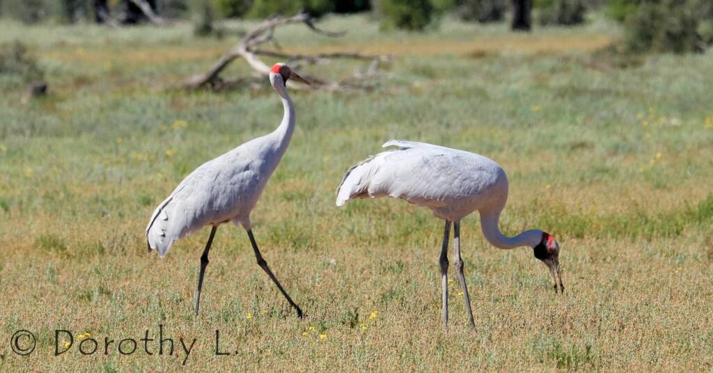 Brolga (Antigone rubicunda)