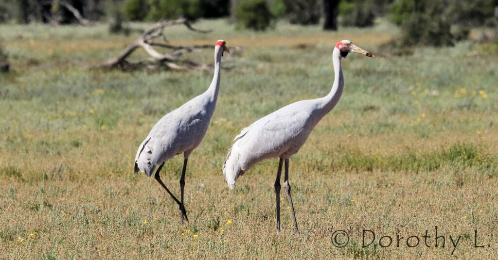 Brolga (Antigone rubicunda)
