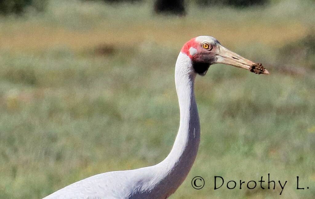 Closeup of Brolga (Antigone rubicunda)