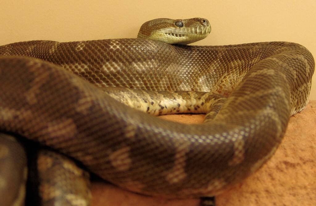 Central Carpet Python (Morelia bredli), Alice Springs Reptile Centre