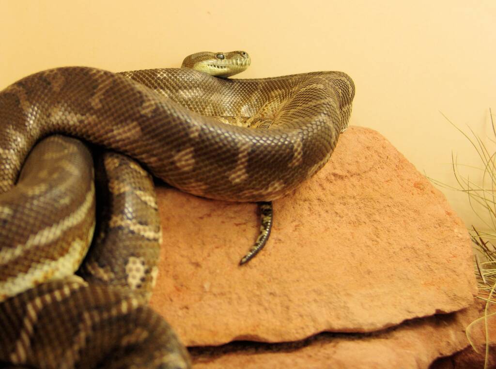 Central Carpet Python (Morelia bredli), Alice Springs Reptile Centre