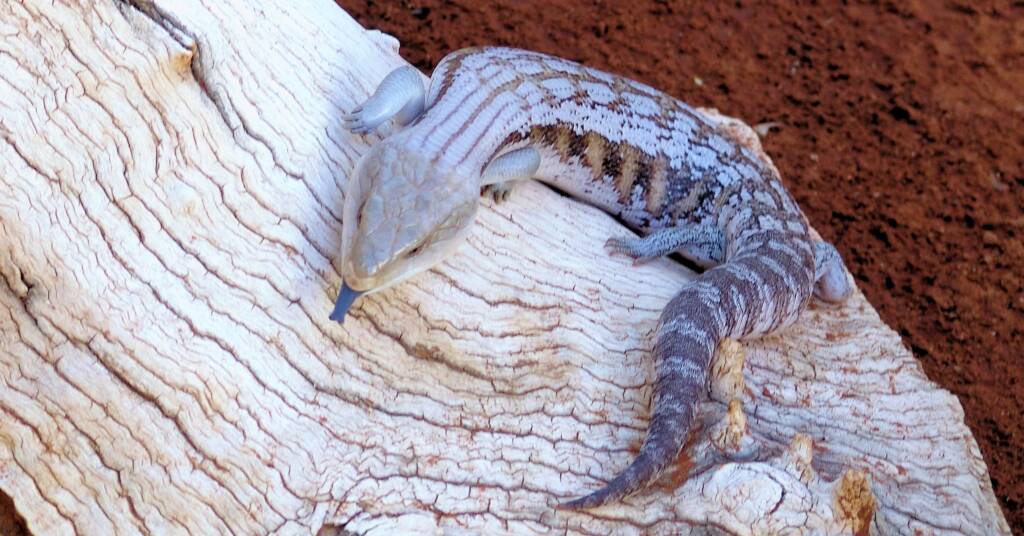 Centralian Blue Tongue (Tiliqua multifasciata)