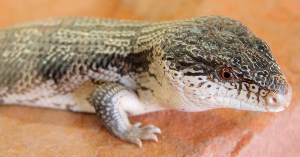 Centralian Blue Tongue (Tiliqua multifasciata)