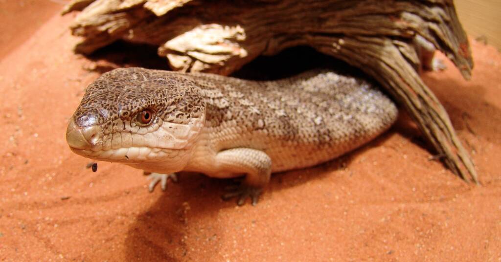 Centralian Blue Tongue (Tiliqua multifasciata)